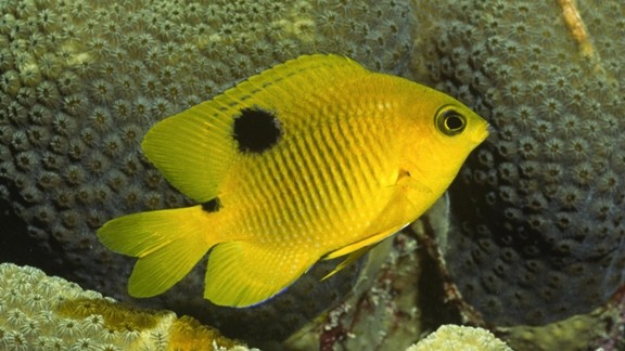 Kayalıklarda Sarı Balık
