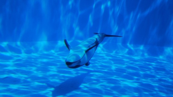 Havuzda Yunus Balığı