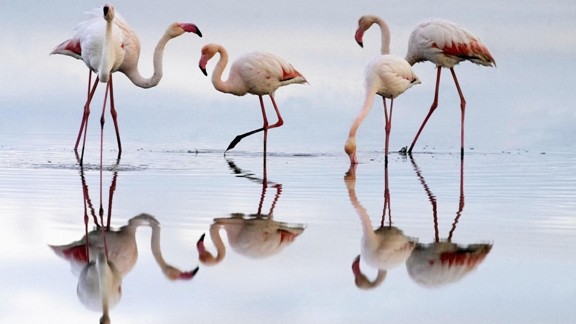 Kumsalda Beyaz Flamingolar