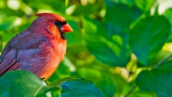 Kuzey Kardinal Kuşu