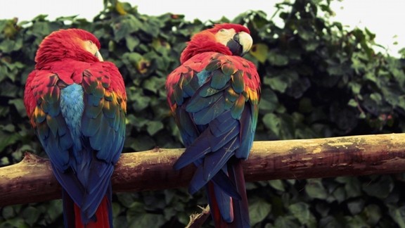 Renkli Papağanlar