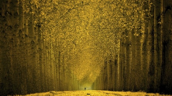Ağaçlar Arasında Altın Yol