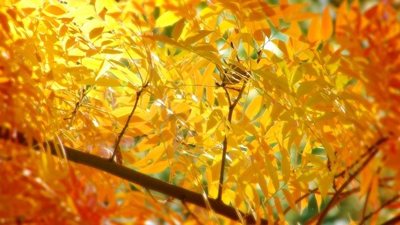 Sarı ve Turuncu Yapraklar