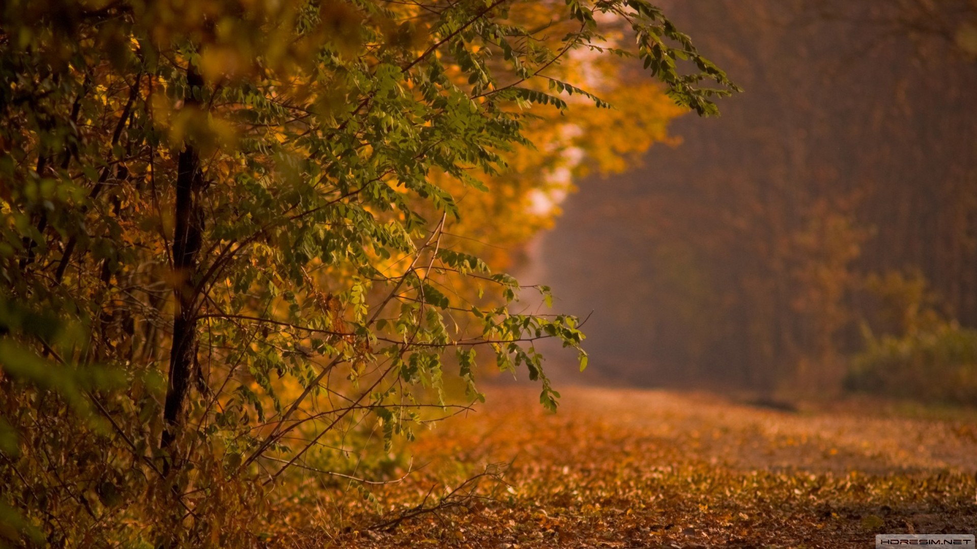 orman,sonbahar,yol,yaprak,ağaç
