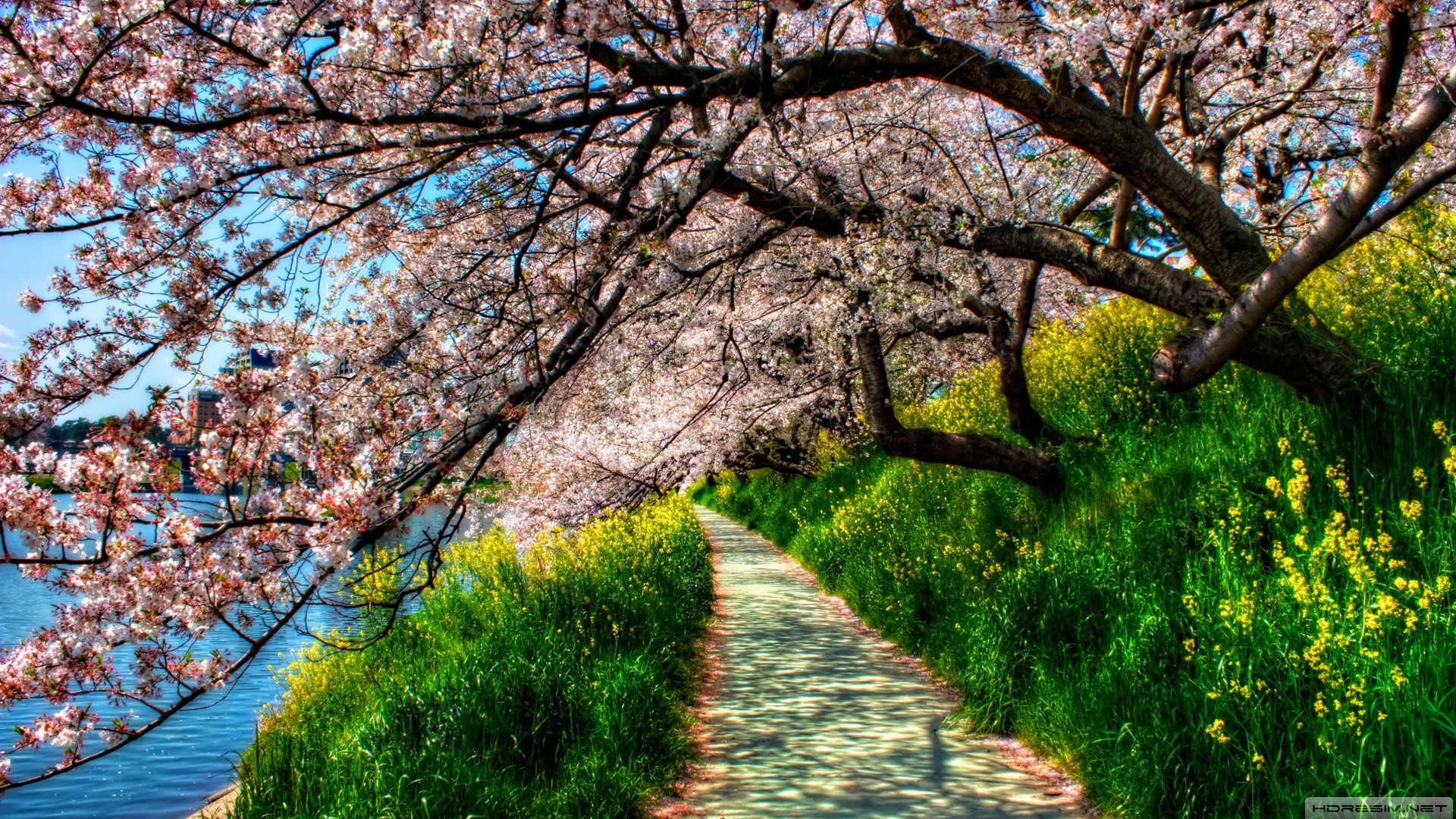 ilkbahar,ağaç,çiçek,göl,yol