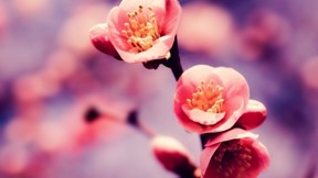 ilkbahar,çiçek,makro