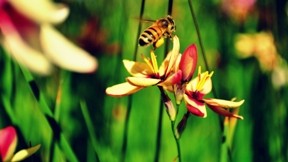 ilkbahar,çiçek,arı