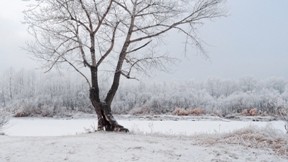 kar,ağaç,kış,doğa