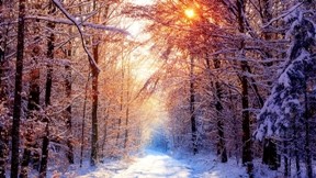 kış,orman, ğaç,kar,güneş,yol