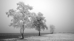 kış,kar,ağaç,doğa