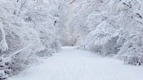 kar,kış,ağaç,yol