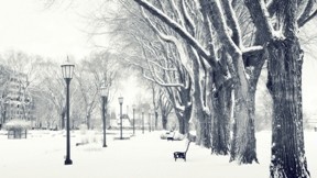 kış,kar,ağaç,sokak