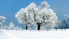 kış,kar,ağaç,güneş,gökyüzü