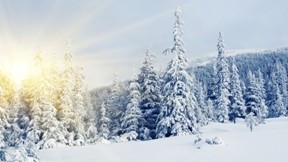 kış,güneş,dağ,kar,ağaç,gökyüzü