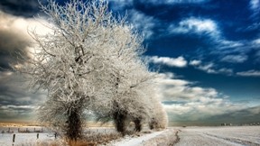 kar,kış,ağaç