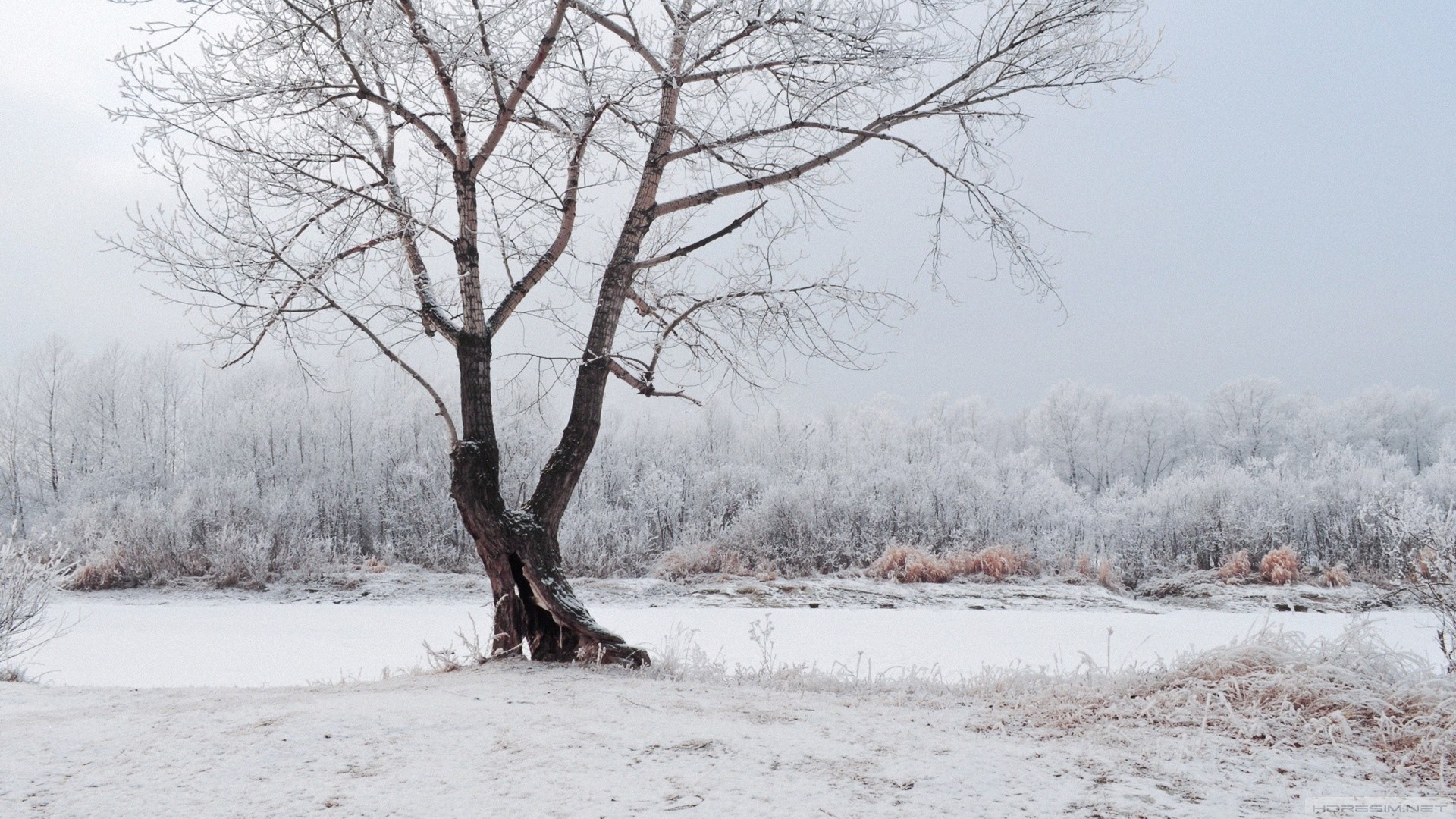 kar,ağaç,kış,doğa