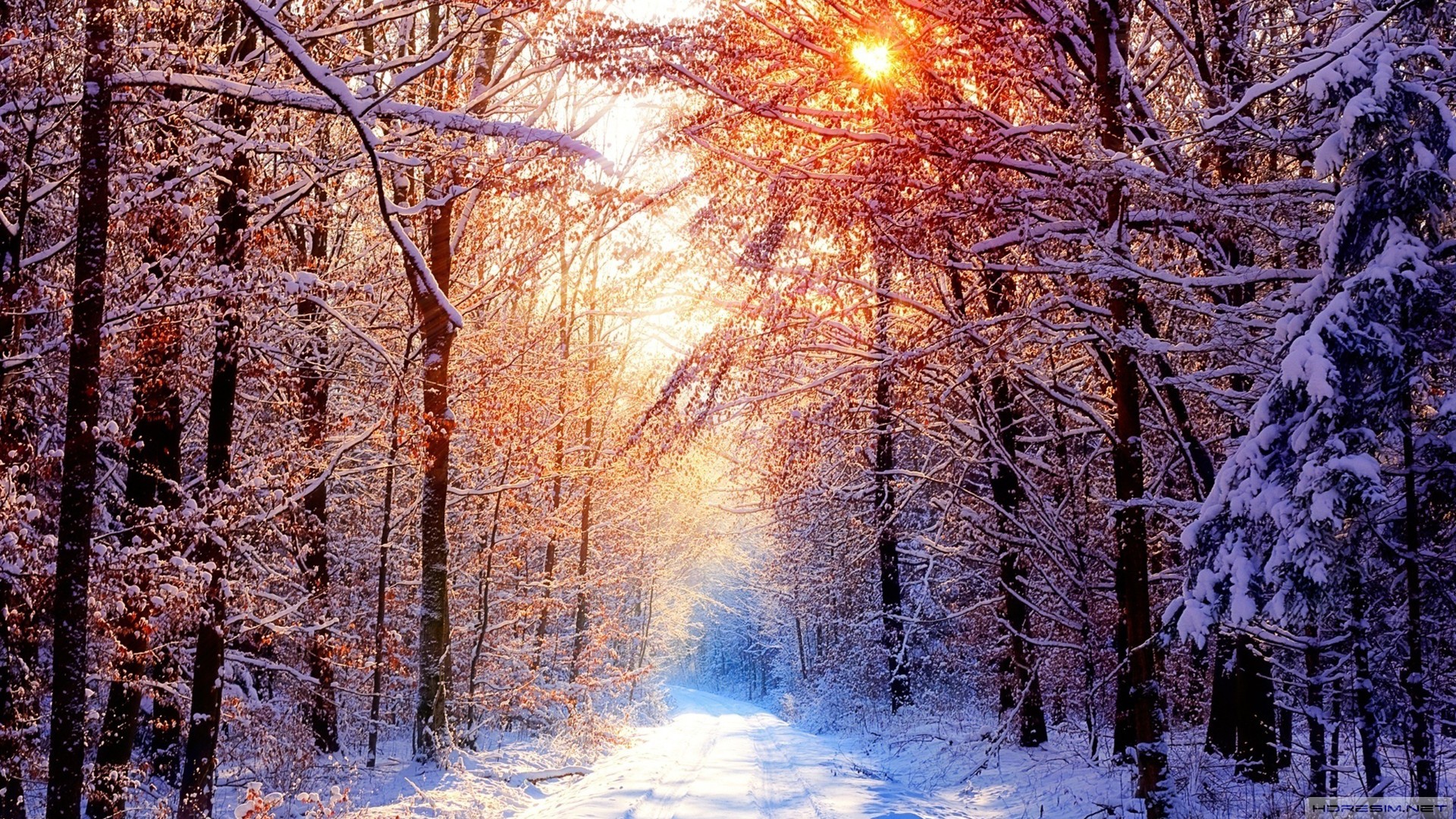 kış,orman, ğaç,kar,güneş,yol