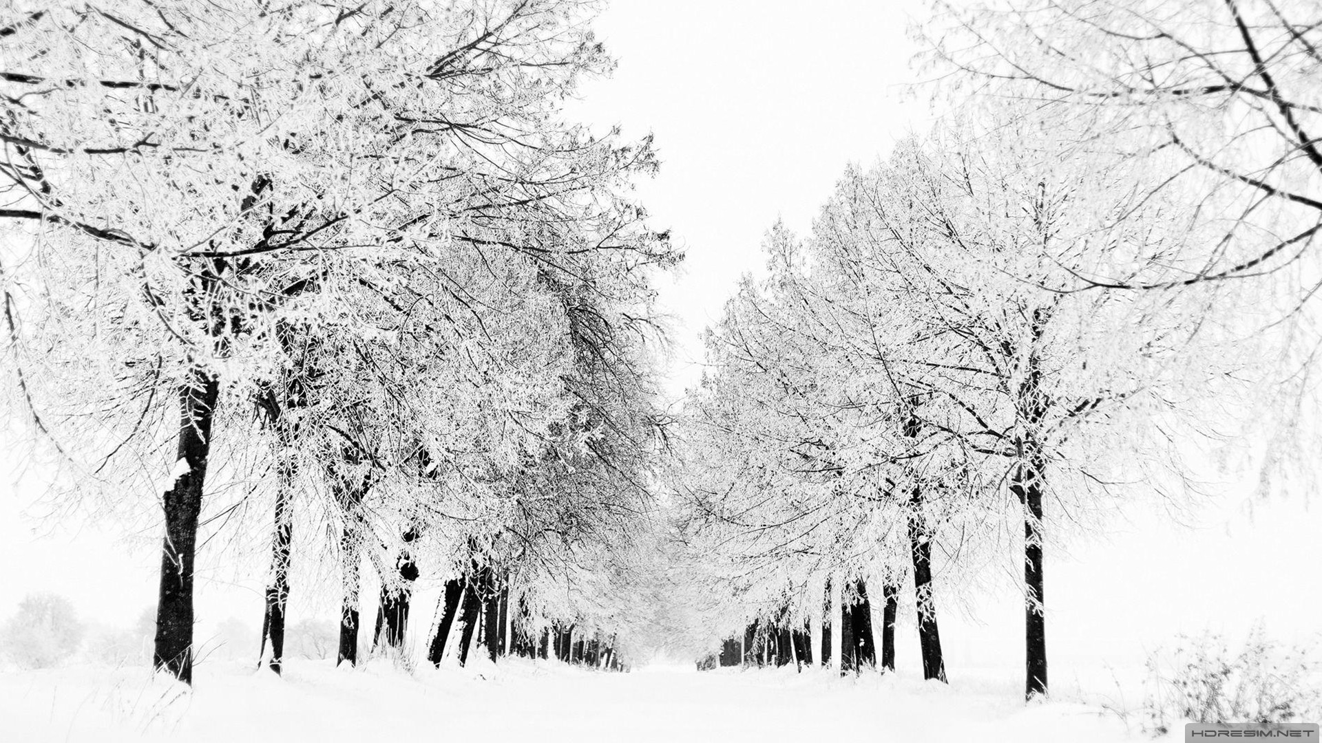 kış,ağaç,doğa,kar,yol