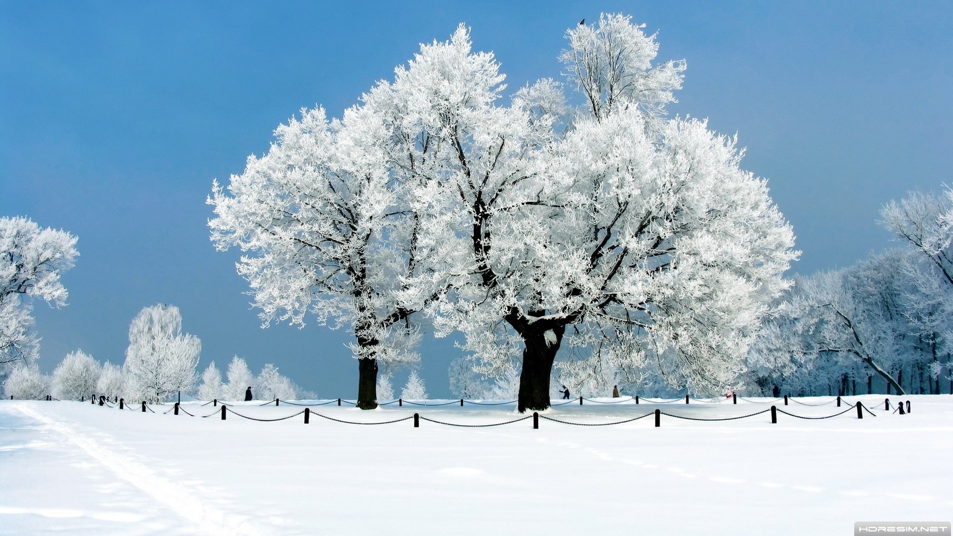 kış,kar,ağaç,güneş,gökyüzü