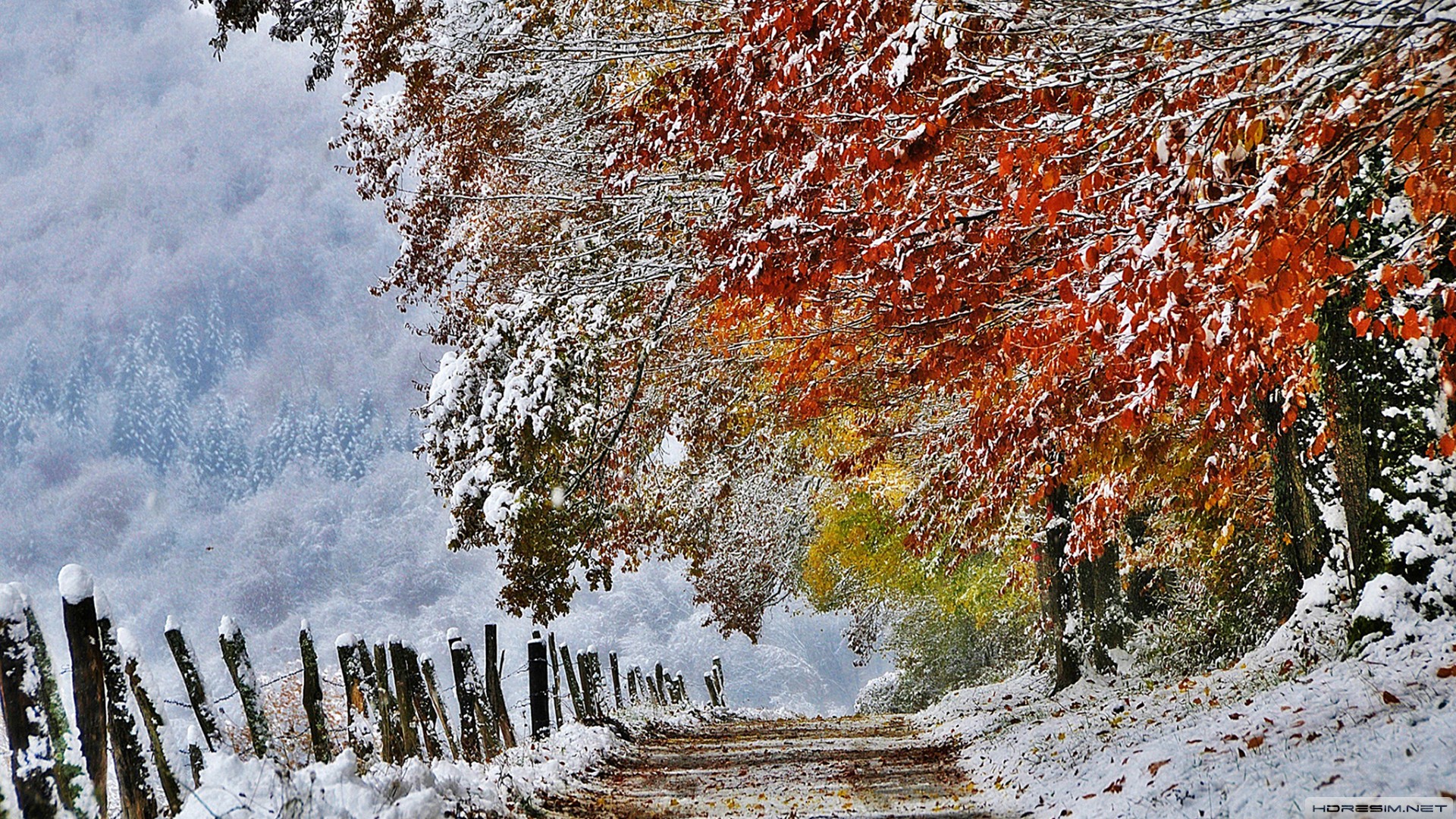 kış,kar,ağaç,yol