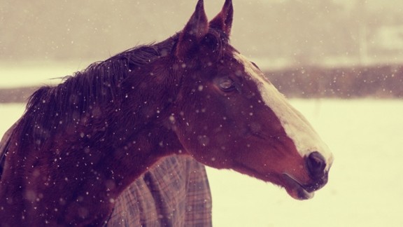 Kışın At