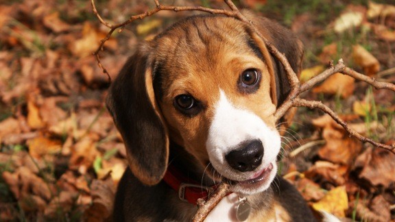 Beagle Köpek Yavrusu