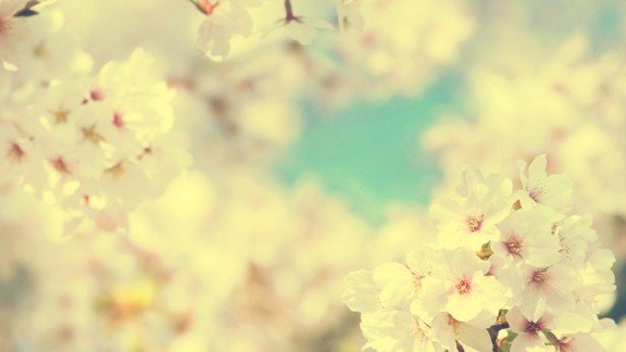 Bahar Kiraz Çiçeği