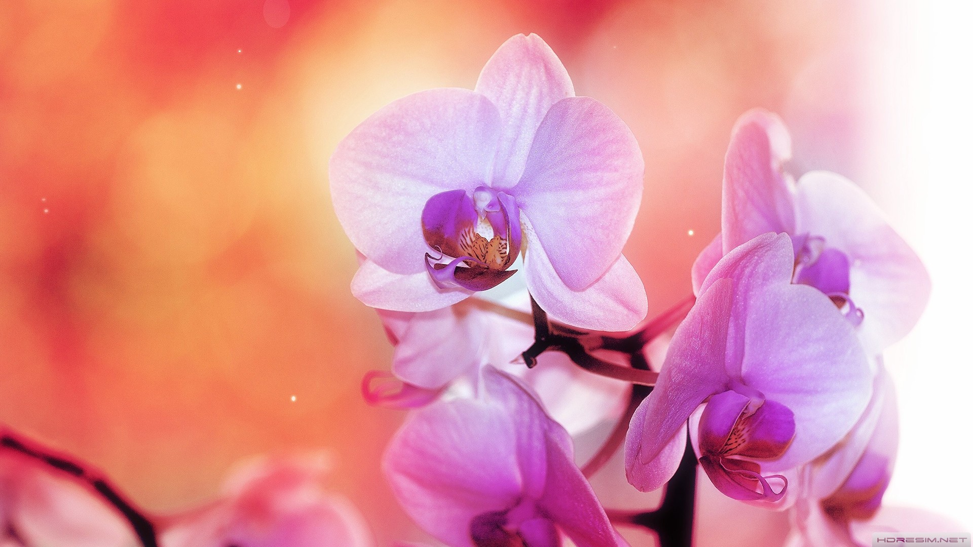 ilkbahar,orkide