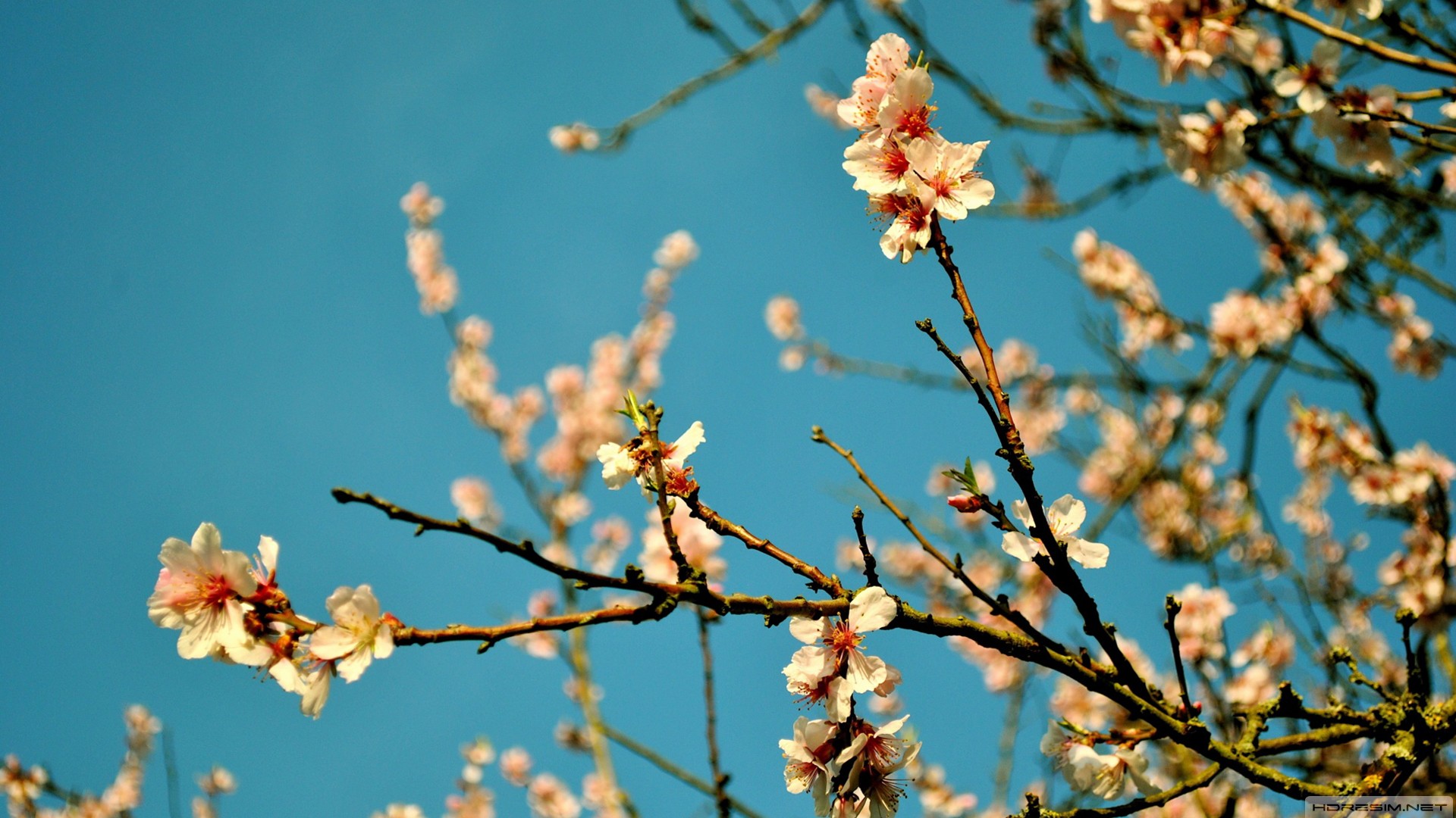 ilkbahar,şeftali,çiçek,gökyüzü