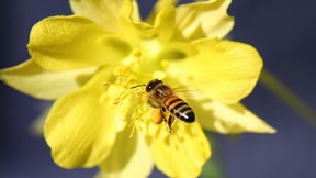doğa,çiçek,arı,balarısı,hayvan,böcek