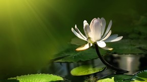 çiçek,lotus