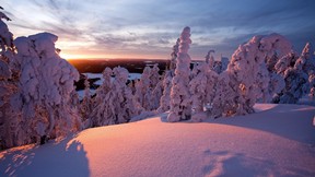 kış,kar,ağaç,güneş