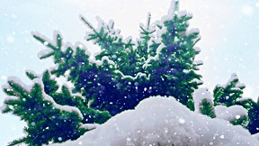 kış,kar,ağaç