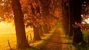 sonbahar,yol,ağaç,doğa