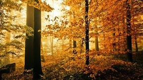 sonbahar,ağaç,orman,güneş