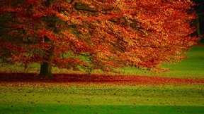 sonbahar,ağaç,yaprak,çimen