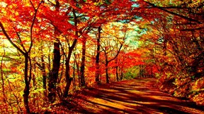sonbahar,orman,ağaç,yol