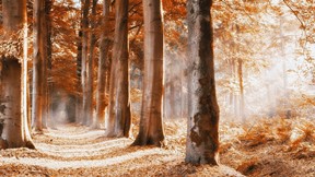 sonbahar,ağaç,orman