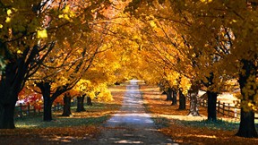 sonbahar,ağaç,yol
