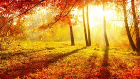 sonbahar,ağaç,orman,güneş