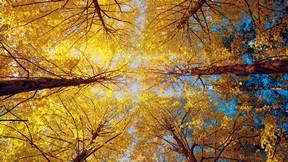 sonbahar,ağaç,gökyüzü