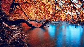 sonbahar,ağaç,göl,yaprak