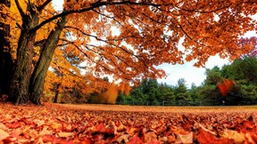 sonbahar,ağaç,yaprak