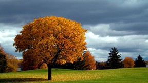 sonbahar,ağaç,gökyüzü,çimen,doğa