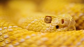 yılan,çıngıraklı,albino
