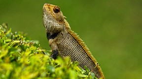iguana,kertenkele,doğa
