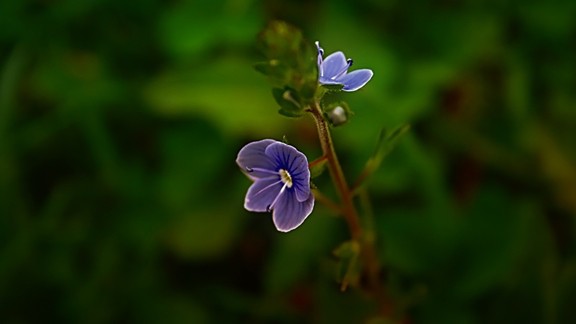 Mavi Çiçek