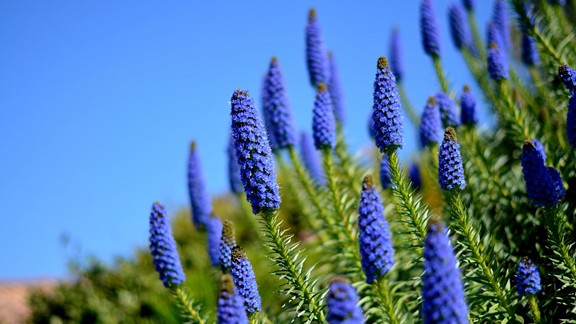 Mavi Çiçekler