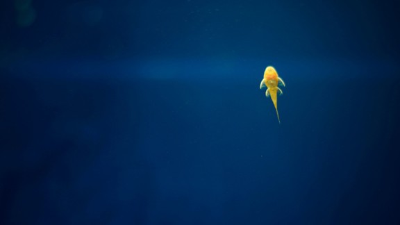 Yalnız Balık