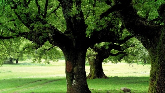 Yaşlı Ağaçlar